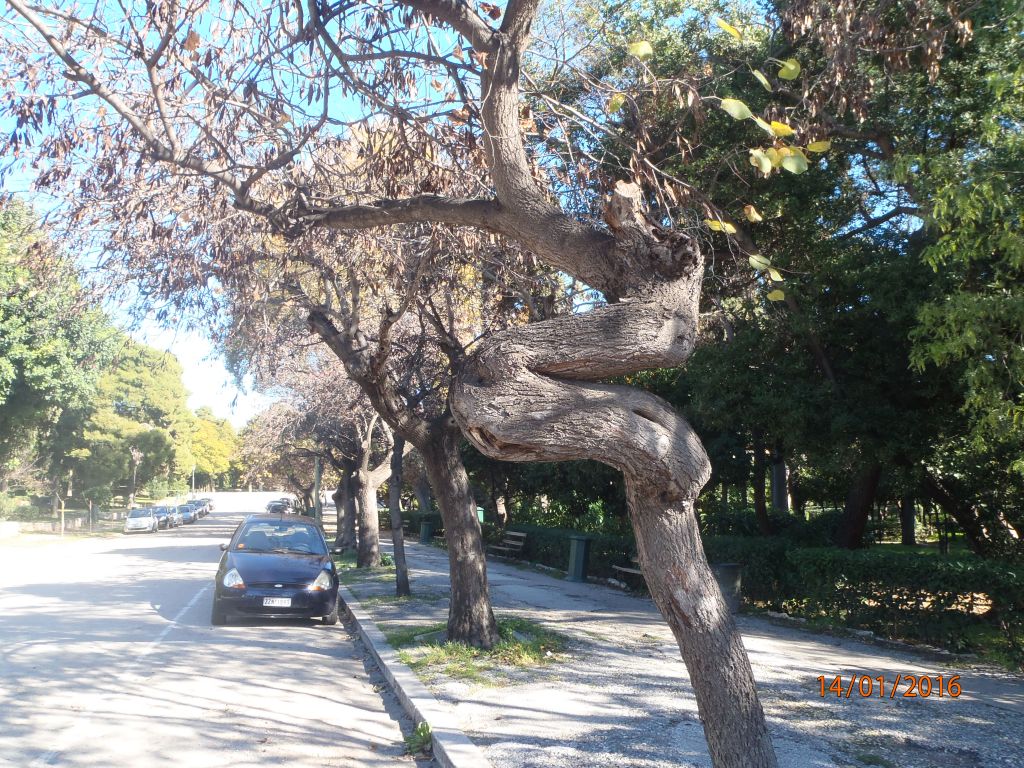 Το επταήμερο του Διόδωρου