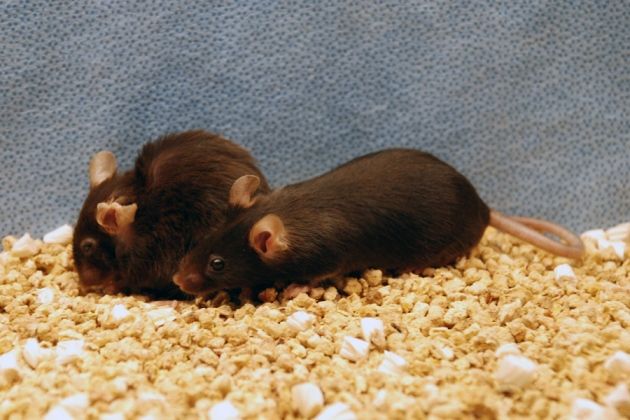 Αφαίρεσαν γηρασμένα κύτταρα από ποντίκια