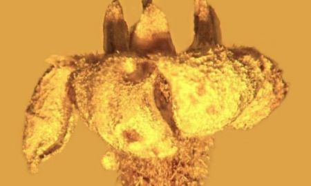 Βρήκαν άθικτο λουλούδι δεκάδων εκ. ετών!