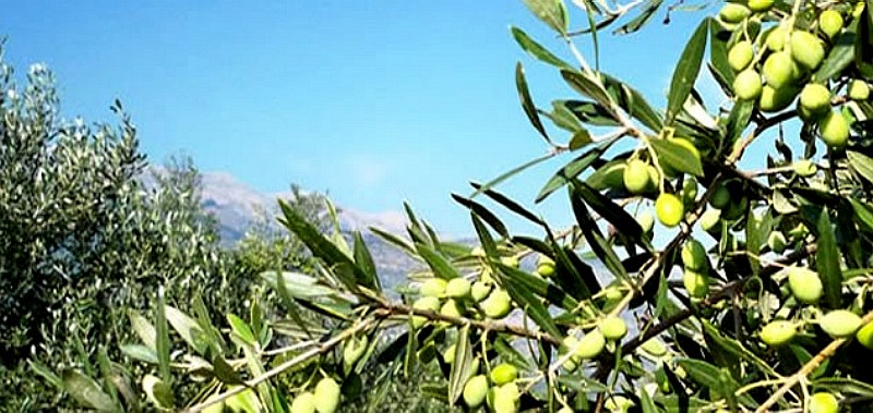 Εκθεση Λακωνικών Προϊόντων