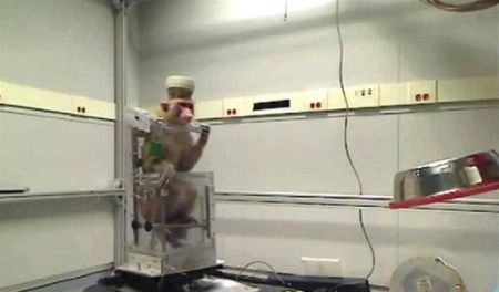 Δείτε την μαϊμού που κινεί με την σκέψη ένα αμαξίδιο!