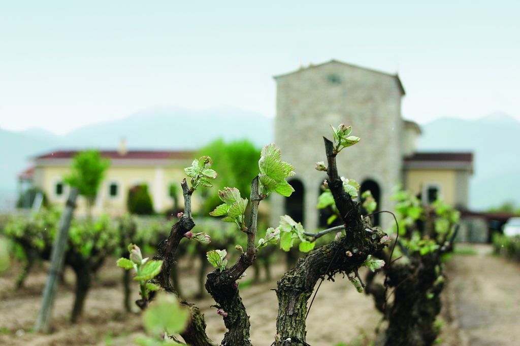 Οι φρουροί των αμπελιών