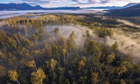 Το ψηλότερο τροπικό δέντρο της Γης