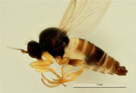 Άγνωστο είδος μύγας ανακαλύφθηκε στις Βρυξέλλες