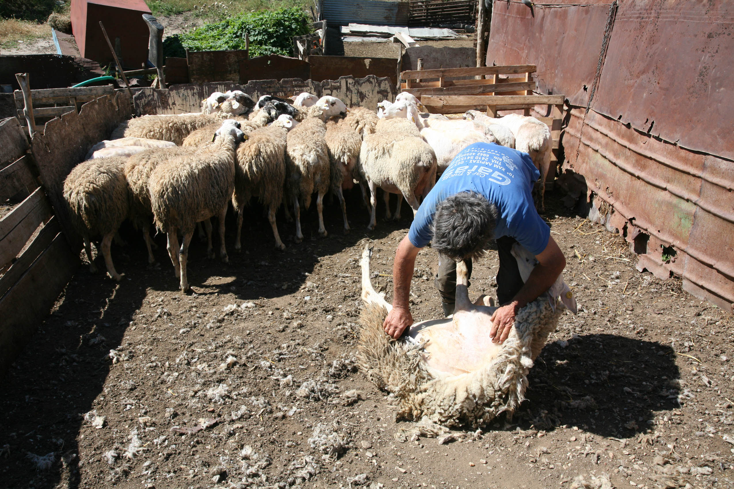«Με τα τσαρούχια» μέσα στα χρέη οι κτηνοτρόφοι