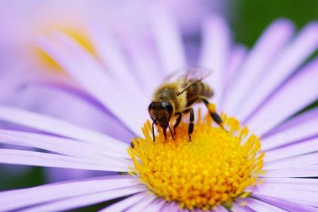 Ναι, τα νεονικοτινοειδή σκοτώνουν τις μέλισσες