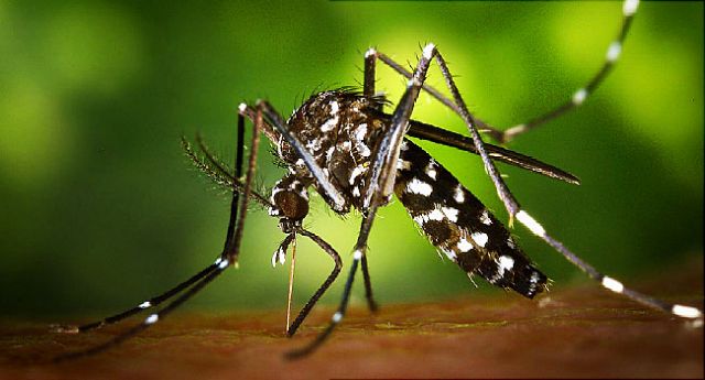 Δύο δισ. άνθρωποι κινδυνεύουν από τον ιό Ζίκα
