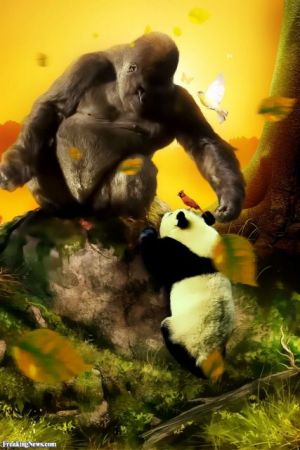 Εξαφανίζονται οι γορίλες ανακάμπτουν τα πάντα