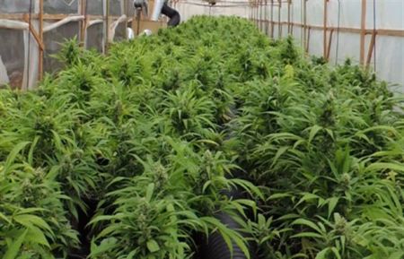 Μεγάλη φυτεία χασίς σε… νυχτερινό κέντρο της παραλιακής