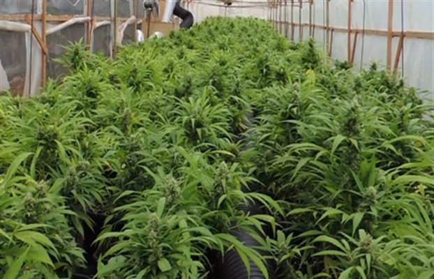 Μεγάλη φυτεία χασίς σε… νυχτερινό κέντρο της παραλιακής