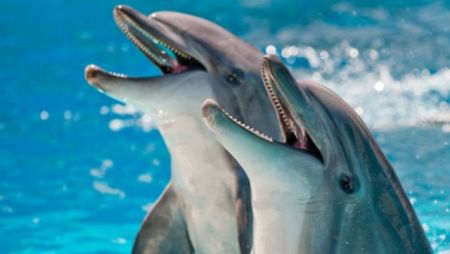 Τα δελφίνια τα… λένε μεταξύ τους