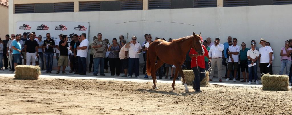 Νέα δημοπρασία 23 καθαρόαιμων στο Μαρκόπουλο