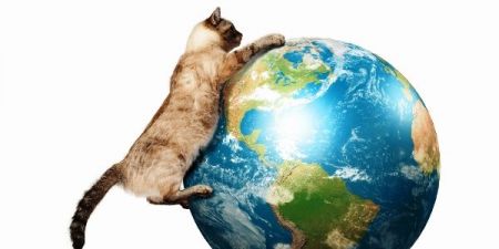 Πώς οι γάτες κατέκτησαν τον κόσμο