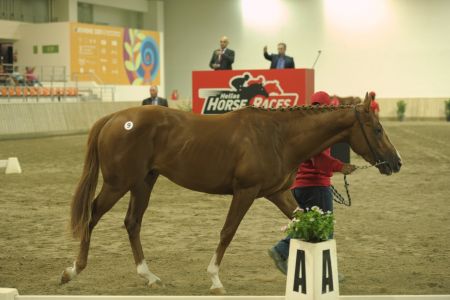 Αέρας ανανέωσης στον ιππόδρομο