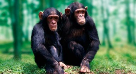 Οι πίθηκοι μπορούν να «διαβάσουν» το μυαλό των άλλων