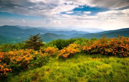 Φυτά αχόρταγα για διοξείδιο του άνθρακα σύμμαχοι της Γης