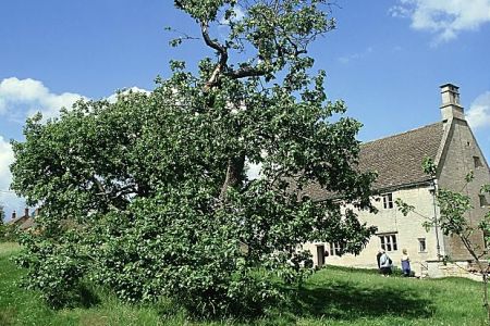 Η ιστορική μηλιά του Νεύτωνα θα αποκτήσει… απογόνους