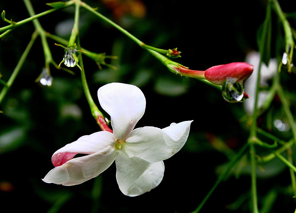 Το Chanel No.5 απειλείται από τους γαλλικούς σιδηροδρόμους