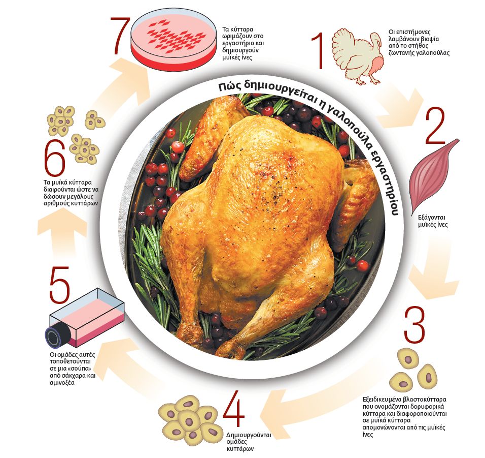 Προσεχώς Χριστούγεννα με γαλοπούλα… εργαστηρίου