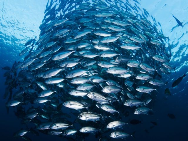 Νέα απειλή για τα ψάρια | tovima.gr