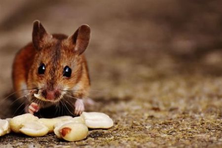 Ποντίκι, ο αρχαιότερος συγκάτοικος του ανθρώπου
