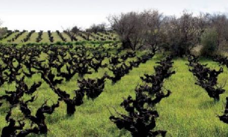 Μεθυστική Κύπρος