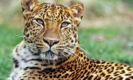 Αναπαραγωγή «άγριας» λεοπάρδαλης του Αμούρ στη Σκωτία