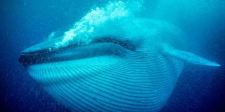 Οι γαλάζιες φάλαινες ήταν κάποτε φαλαινίτσες