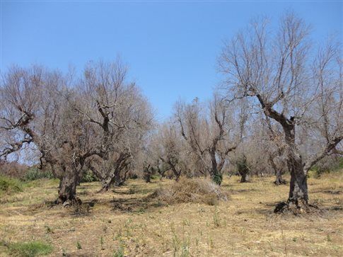 Xylella: ο Εμπολα της ελιάς