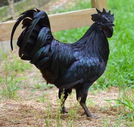 Τι είναι το μαύρο κοτόπουλο;