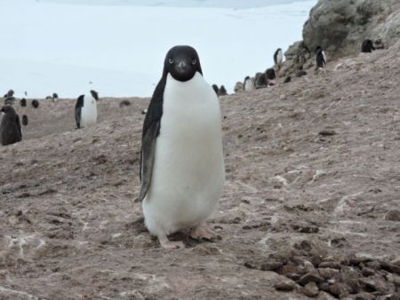Η κλιματική αλλαγή και η ζωή στην Ανταρκτική