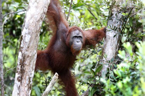 Στο χείλος της εξαφάνισης ακροβατεί ο ουραγκοτάγκος της Βόρνεο