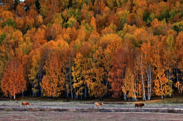 Μπαταρίες από τα πεσμένα φύλλα