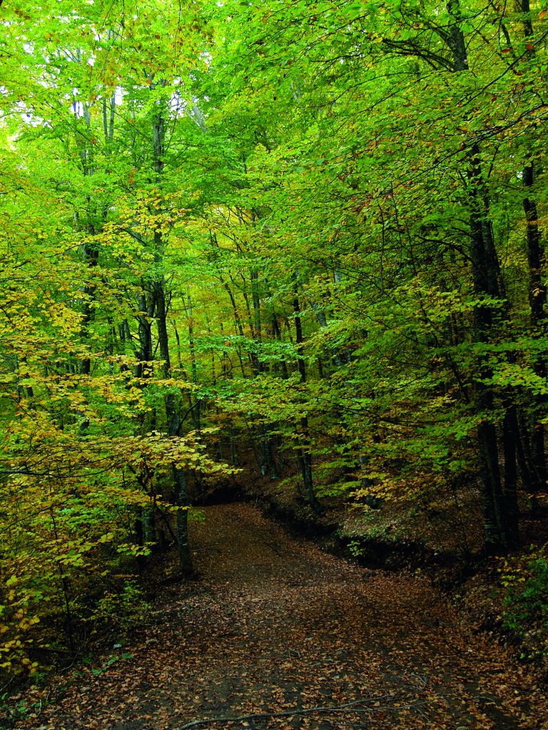 Λυρισμός του φθινοπώρου