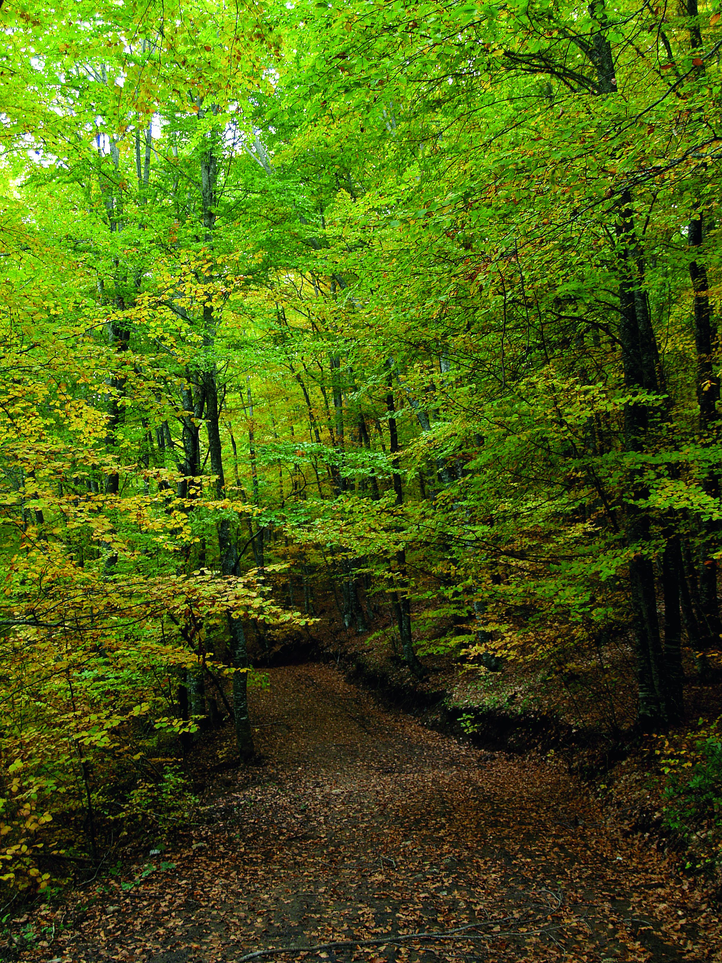 Λυρισμός του φθινοπώρου