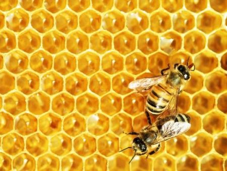 Τρία στα τέσσερα μέλια περιέχουν νεονικοτινοειδή