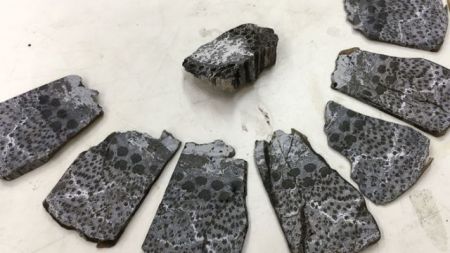 Βρέθηκαν τα αρχαιότερα δέντρα