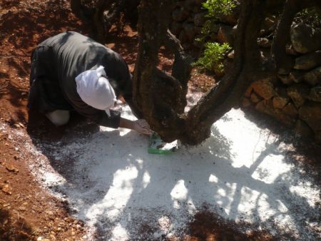 Μediterra: Επενδύσεις €6 εκατ. για την ανάπτυξη του brand μαστίχα Χίου