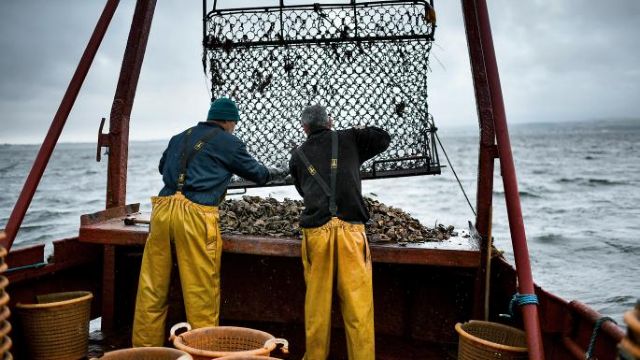 Η αλιεία με ηλεκτρικούς παλμούς διχάζει την ΕΕ