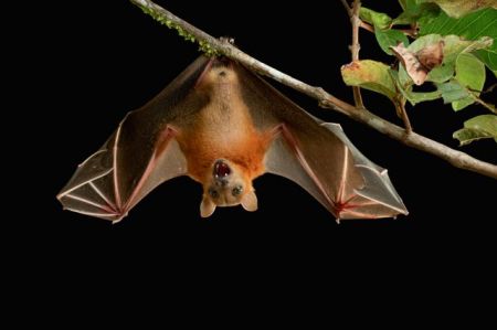 Στις νυχτερίδες το μυστικό της μακροζωίας;
