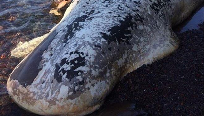 Τριάντα κιλά πλαστική σακούλα σε στομάχι φάλαινας στη Σαντορίνη