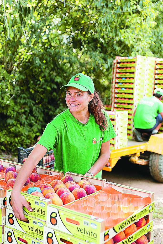 Τα… επώνυμα ροδάκινα κρατούν ζωντανό το Βελβεντό