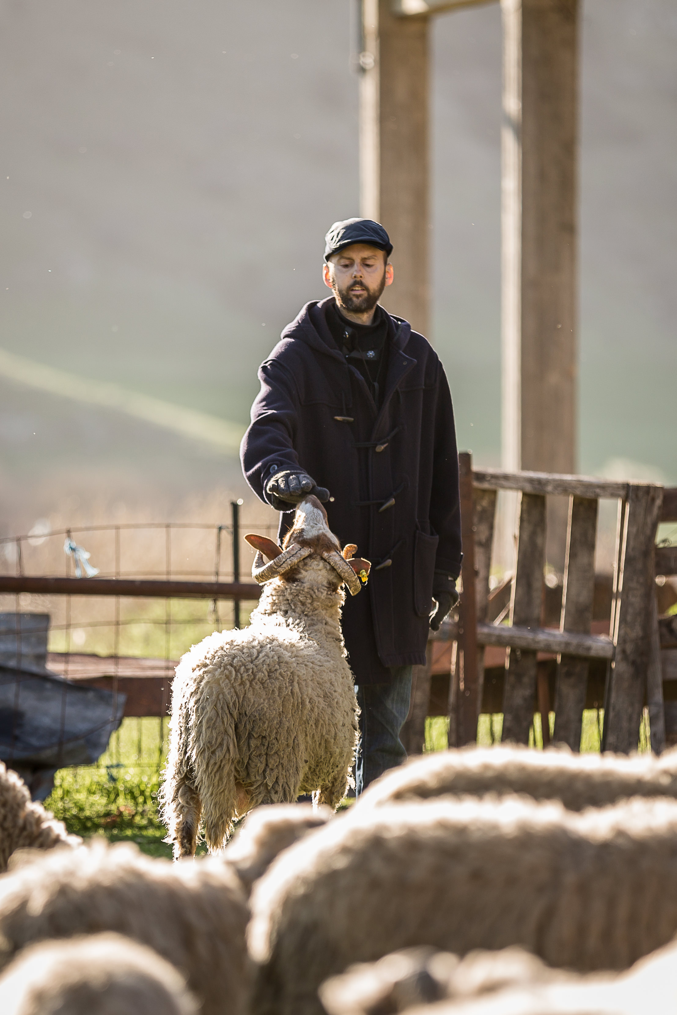 Καλαρρύτικο πρόβατο: ένα στοίχημα της ποιοτικής κτηνοτροφίας