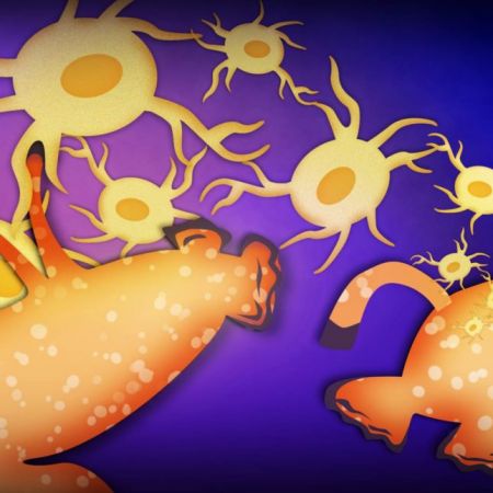 Βιολόγοι κατάφεραν να μεταφέρουν αναμνήσεις από ένα ζώο στο άλλο