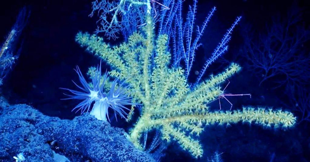 Εντοπίστηκε κοραλλιογενής πάγκος στον Κόλπο του Μεξικού