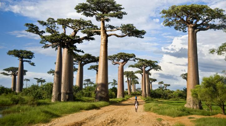 Πεθαίνουν μυστηριωδώς τα αρχαιότερα δέντρα της Αφρικής