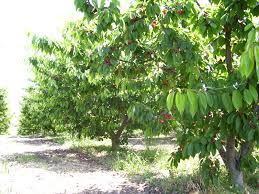 Πέλλα: Η… Νεφέλη κατέστρεψε το 70% της παραγωγής κερασιών