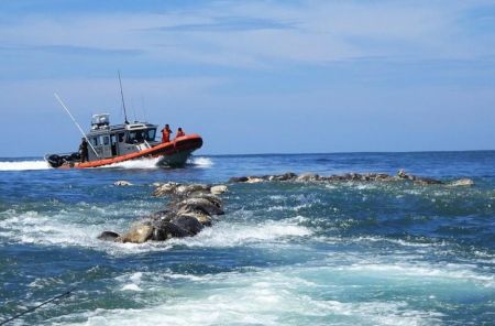 Μεξικό: Νεκρές στις ακτές τριακόσιες θαλάσσιες χελώνες