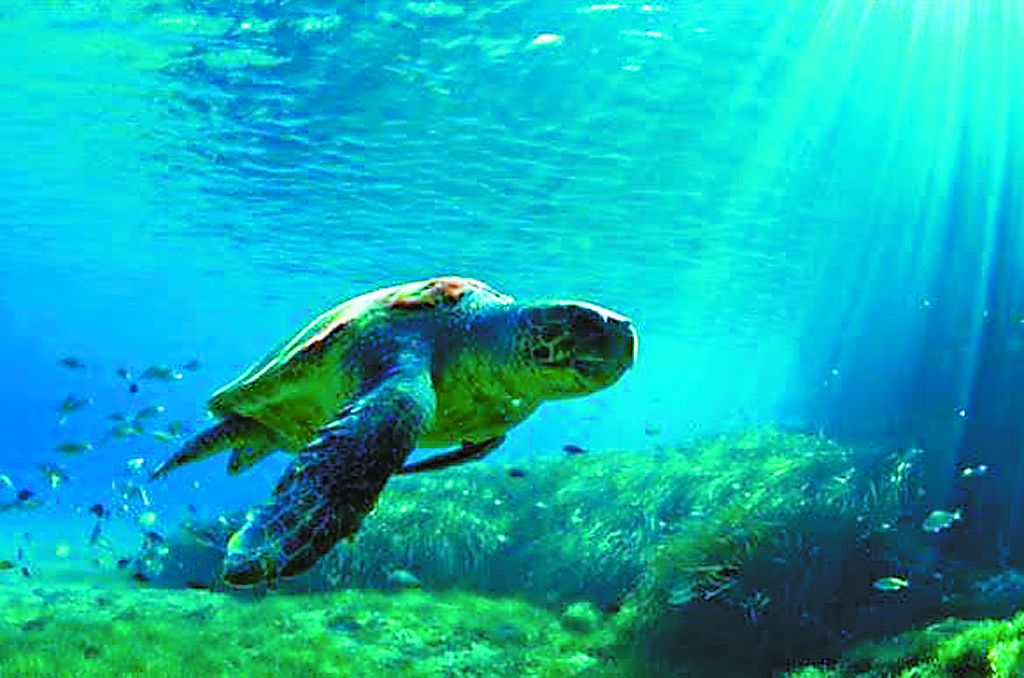 Μεσόγειος: Από τις ελκυστικότερες περιοχές για  Αμεσες Ξένες Επενδύσεις