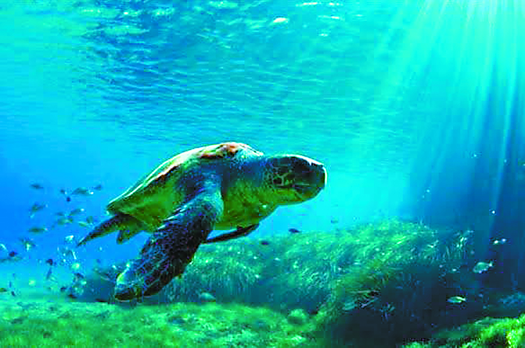 Μεσόγειος: Από τις ελκυστικότερες περιοχές για  Αμεσες Ξένες Επενδύσεις